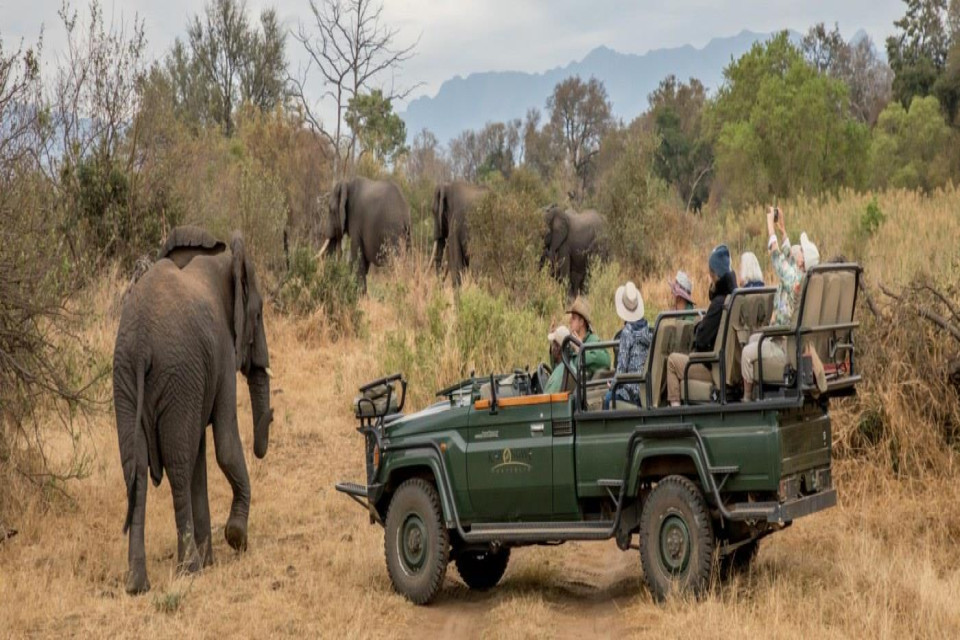 Tham gia Safari tại Nam Phi: Những Điều Cần Biết